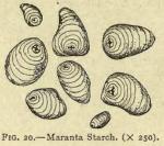 Fig. 20. Maranta starch (x 250)