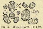 Fig. 22. Wheat starch (x 250)