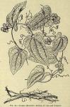 Fig. 28. Smilax officinalis.
