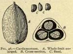 Fig. 46. Cardamomum.