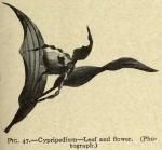 Fig. 47. Cypripedium.
