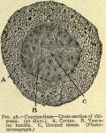 Fig. 48. Cypripedium - cross-section of rhizome.