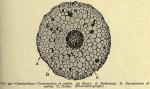Fig. 49. Cypripedium - Cross-section of rootlet.