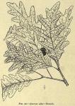 Fig. 58. Quercus alba.