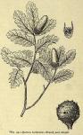 Fig. 59. Quercus lusitanica.