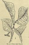 Fig. 61. Ulmus fulva.