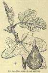Fig. 64. Ficus carica.