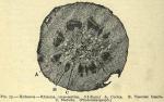 Fig. 73. Hydrastis - Rhizome, cross-section.