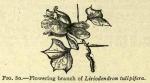 Fig. 80. Flowering branch of Liriodendron tulipife...