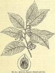 Fig. 81. Myristica fragrans.