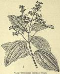 Fig. 93. Cinnamomum zeylanicum.