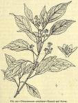 Fig. 99. Cinnamomum camphora.