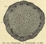 Fig. 105. Sanguinaria.