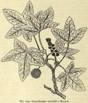 Fig. 109. Liquidambar orientalis - Branch.