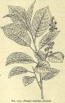 Fig. 110. Prunus serotina - branch.