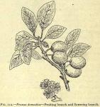 Fig. 112. Prunus domestica.