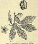 Fig. 113. Prunus amygdalus.