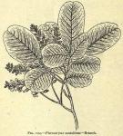 Fig. 124. Pterocarpus santalinus.
