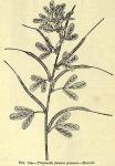 Fig. 129. Trigonella foenum graecum.