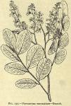 Fig. 132. Pterocarpus marsupium - Branch.