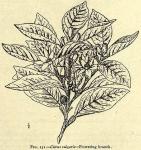 Fig. 151. Citrus vulgaris.