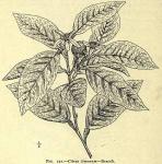 Fig. 152. Citrus limonum.