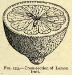 Fig. 153. Cross-section of Lemon fruit.