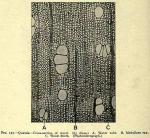 Fig. 155. Quassia - Cross-section of wood.
