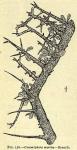 Fig. 156. Commiphora myrrha.