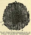 Fig. 158. Krameria triandra - Cross-section of roo...