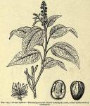 Fig. 165. Croton tiglium.