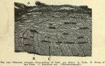 Fig. 169. Rhamnus frangula - Cross-section of bark...