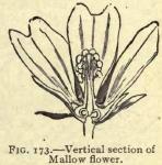Fig. 173. Vertical section of Mallow flower.