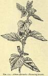 Fig. 174. Althaea officinalis.