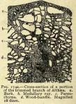 Fig. 174a. Cross-section of a portion