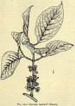 Fig. 177. Garcinia hanburii. - Branch.