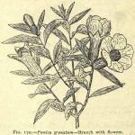 Fig. 179. Punica granatum - branch with flowers.