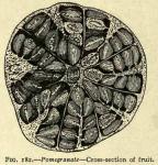 Fig. 182. Pomegranate.
