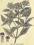 Fig. 185. Eugenia aromatica.