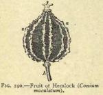 Fig. 190. Fruit of Hemlock