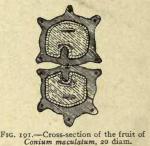Fig. 191. Cross-section of the fruit 