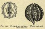 Fig. 192. Coriandrum sativum