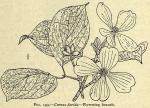 Fig. 193. Cornus florida.