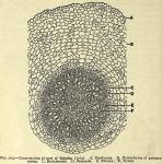 Fig. 203. Cross-section of root.