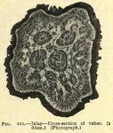 Fig. 211. Jalap. - Cross-section of tuber.
