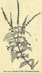 Fig. 215. Mentha viridis.