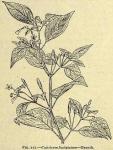 Fig. 222. Capsicum fastigiatum - Branch.