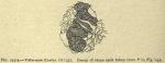 Fig. 235 a. - Viburnum opulus