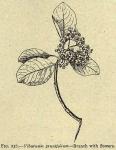 Fig. 236. Viburnum prunifolium.