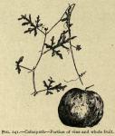 Fig. 241. Colocynth.